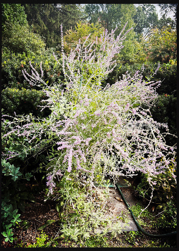 花园里的俄罗斯圣人。Perovskia atriplicifolium